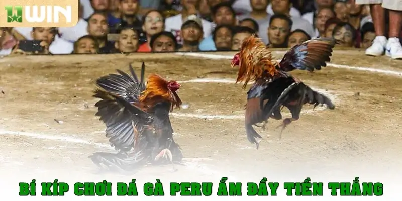 Đá gà Peru - Nơi Những Chiến Kê Toả Sáng Hết Mình 4 Bí kíp chơi đá gà Peru ẵm đầy tiền thắng