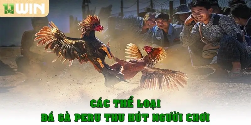 Đá gà Peru - Nơi Những Chiến Kê Toả Sáng Hết Mình 3 Các thể loại đá gà Peru thu hút mọi người chơi