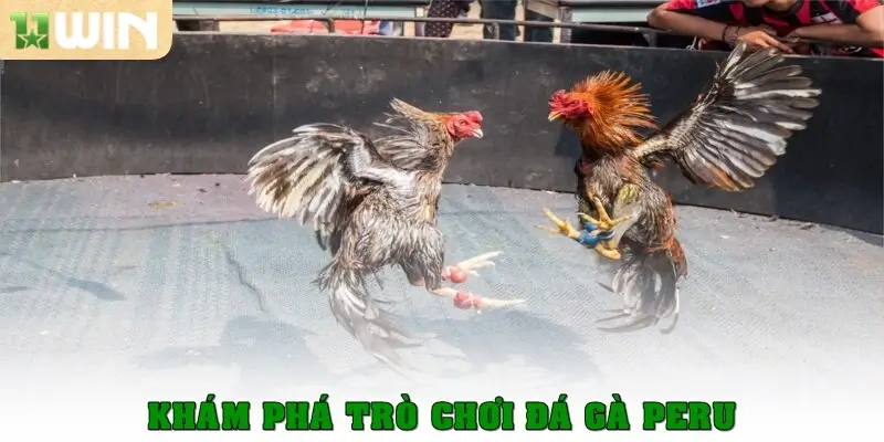 Đá gà Peru - Nơi Những Chiến Kê Toả Sáng Hết Mình 2 Khám phá trò chơi đá gà Peru