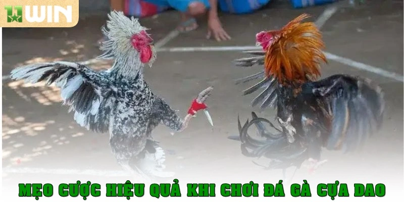 Đá Gà Cựa Dao - Siêu Phẩm Cá Cược Thịnh Hành Hiện Nay 4 Mẹo cược hiệu quả khi chơi đá gà cựa dao