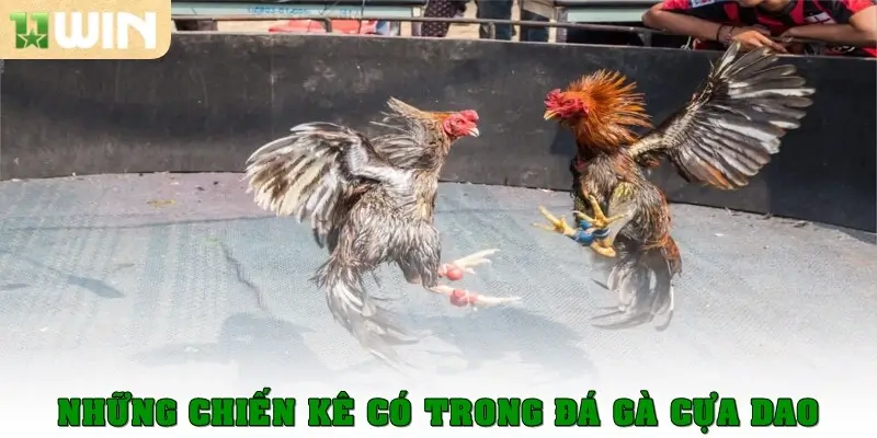 Đá Gà Cựa Dao - Siêu Phẩm Cá Cược Thịnh Hành Hiện Nay 2 Những chiến kê có trong đá gà cựa dao