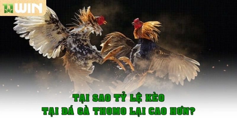 Đá gà Thomo có tỷ lệ kèo ăn cao hơn các trang khác 3 Tại sao tỷ lệ kèo ăn tại đá gà Thomo lại cao hơn?