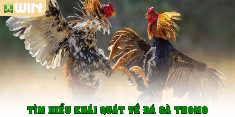Đá gà Thomo có tỷ lệ kèo ăn cao hơn các trang khác 2 Tìm hiểu khái quát về đá gà Thomo