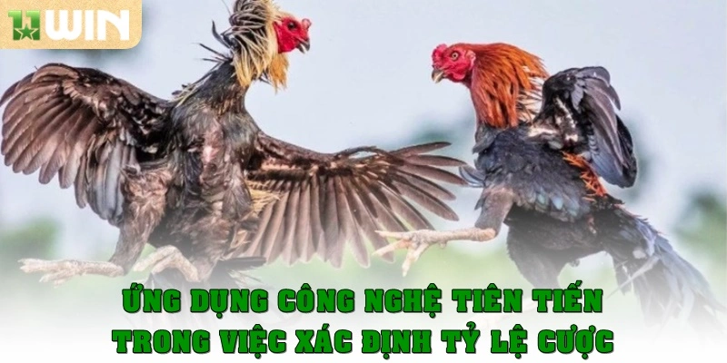 Đá gà Thomo có tỷ lệ kèo ăn cao hơn các trang khác 4 Ứng dụng công nghệ tiên tiến trong việc xác định tỷ lệ cược